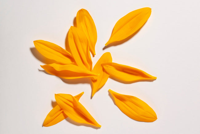 orange flower petals on white background